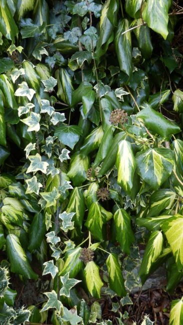 Hedera (ivy) 'Sulphur heart'