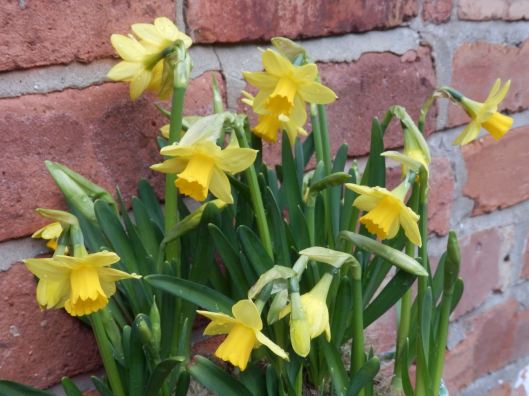 Daffodils mean springtime