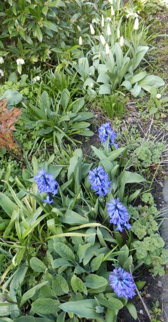 Hyacinth and tulips