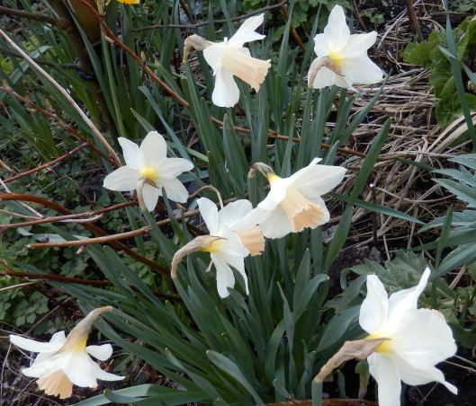 Pink trumpet Narcissus (daffodils)
