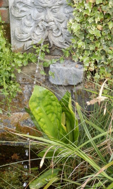 Lysichiton americanus (skunk cabbage)