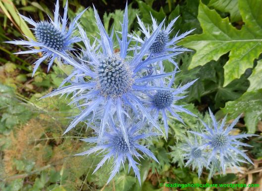 Eryngium x zabelii (sea holly) 'Big Blue'
