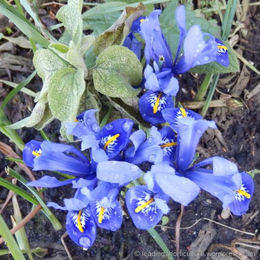 Iris reticulata (dwarf iris)