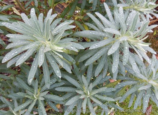 Euphorbia characias subsp. wulfenii (Mediterranean spurge)